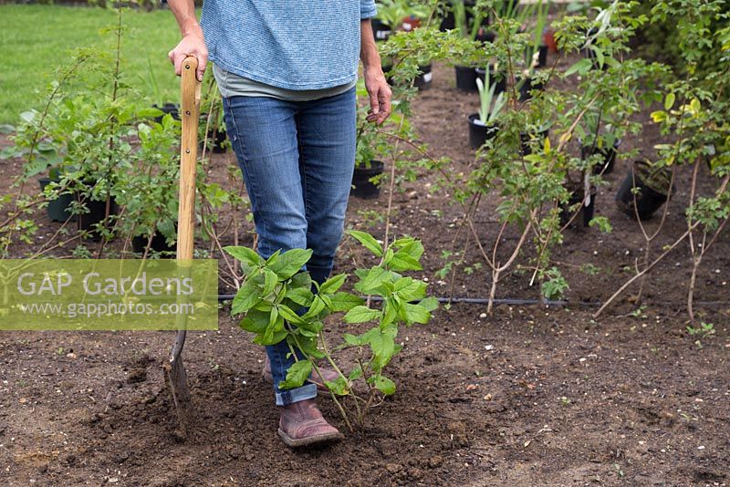 Heeling in Buddleja 'Lochinch'