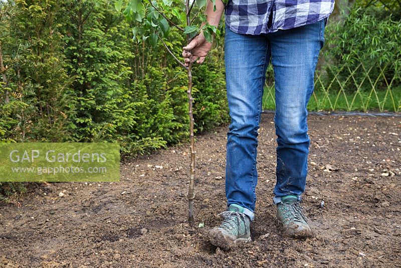 Heeling in Pyrus communis 'Conference'