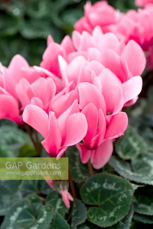 Cyclamen persicum 'Laser Synchro Salmon'