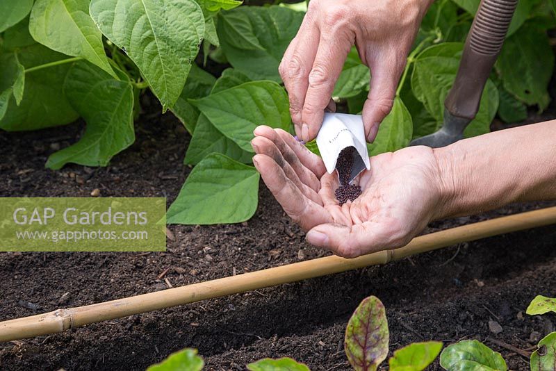 Emptying Turnip 'Purple Top Milan' seeds into palm of hand