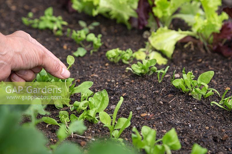 Thinning Spinach 'Medania'