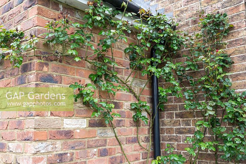 Rosa - Climbing Rose in the corner of a front garden, secured in place by steel wire