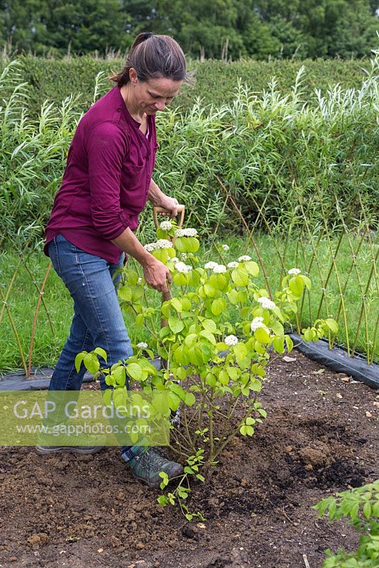 Heeling in Viburnum dilatatum 'Erie'