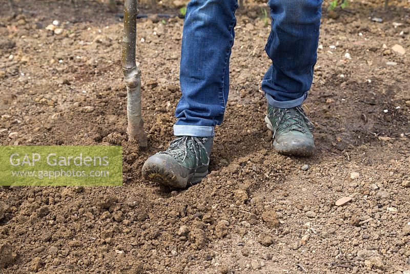 Heeling in Sorbus aucuparia 'Apricot Queen'