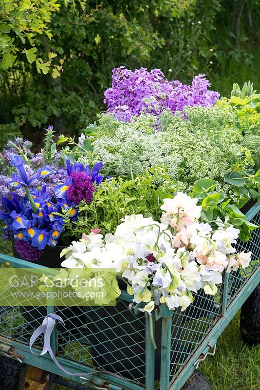 Harvested flowers in a trailer - Lathyrus odoratus - Sweet Pea, Iris, Ammi majus, Hesperis matronalis - Sweet Rocket and Euphorbia