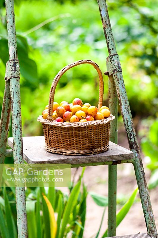 Harvest of mirabelle plums in a garden -France, summer