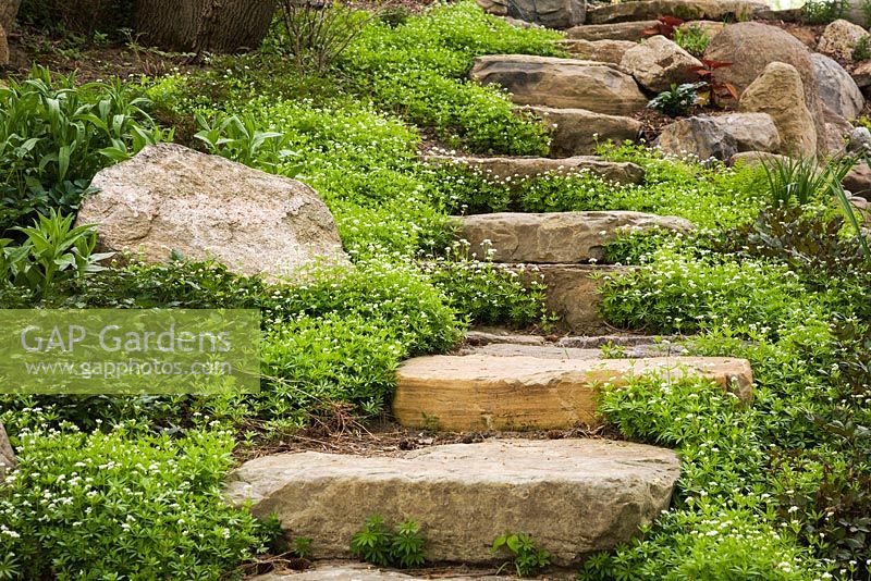 Natural stone steps bordered by white Asperula odorata - Woodruff flowers and Geranium - Cranesbill plants in sloped backyard garden in spring
