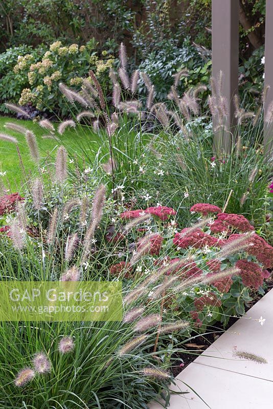 Patio border containing Jasminum polyanthum, Pennisetum alopecuroides and Sedum