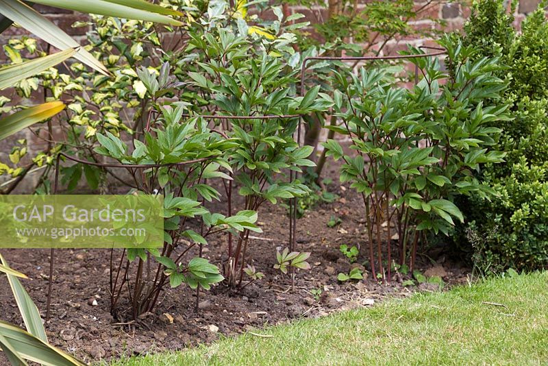 Paeonia 'Wol's Red Seedling' - A trio of healthy divided peonies