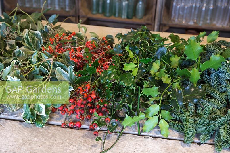 Ingredients for a traditional christmas wreath. Eucalyptus gunnii, Rosa 'Bonica' rose hips, Variegated Ivy, Ilex aquifolium, Cotoneaster lacteus and Pinus nobilis.
