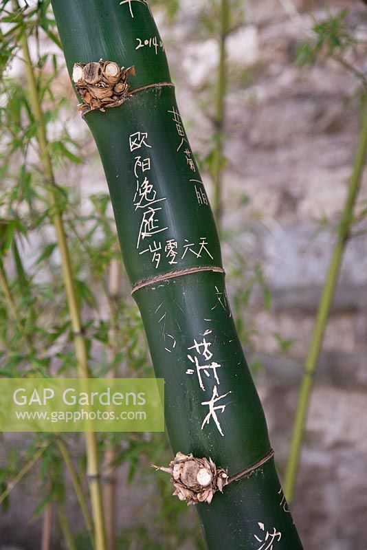 Bambusa vulgaris 'Wamin' - Dwarf Buddha's Belly Bamboo with Chinese script