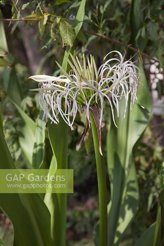 Crinum asiaticum - Asiatic Poison Bulb - Myanmar