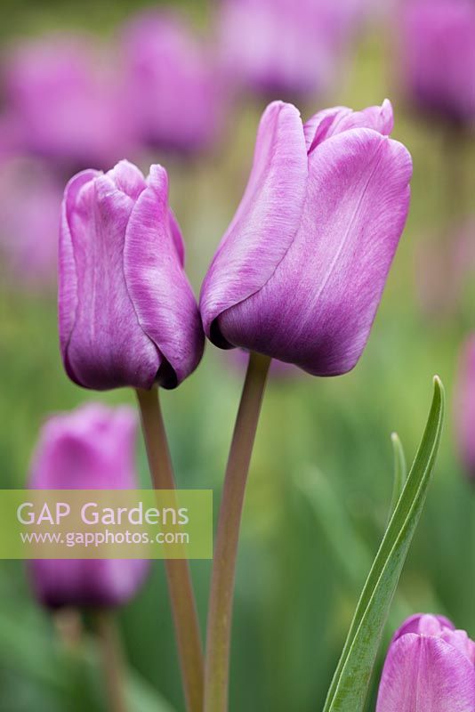 Tulipa 'Blue Aimable' - May