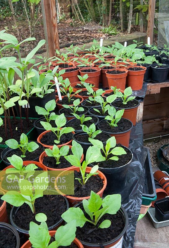 Pots on heated greenhouse bench: Dahlias 'Sunny Reggae', various tomatoes