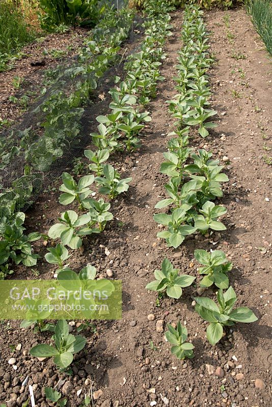 Double row of broad beans on vegetable plot, Broad Bean 'Red Epicure'