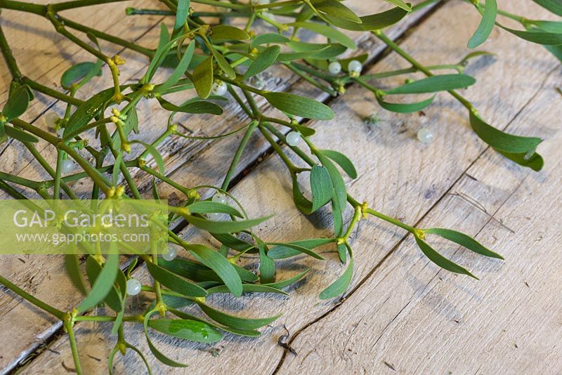 Mistletoe on wooden table