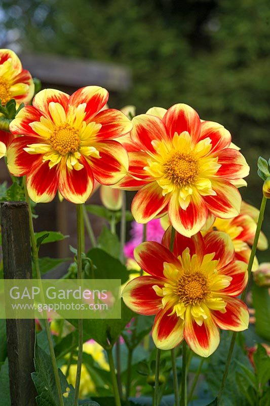 Dahlia 'Pooh'