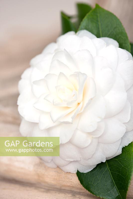 Camellia japonica alba plena