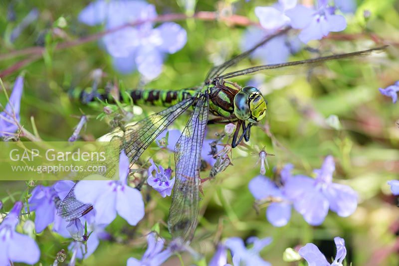 Lobelia erinus Cascade Series, August