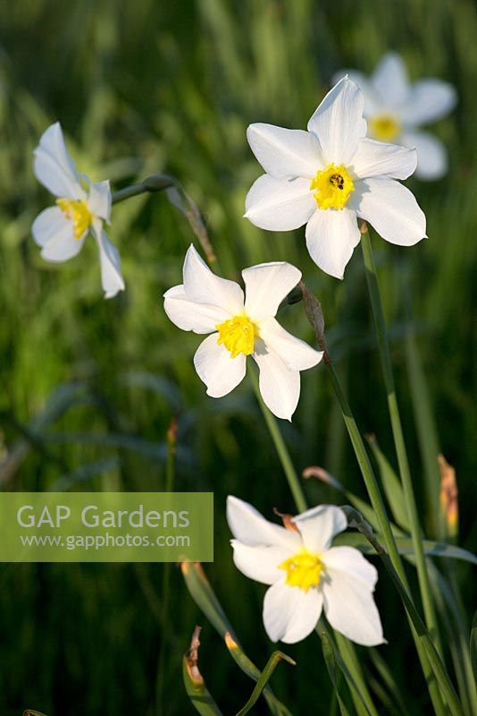  Narcissus 'Actaea' 
