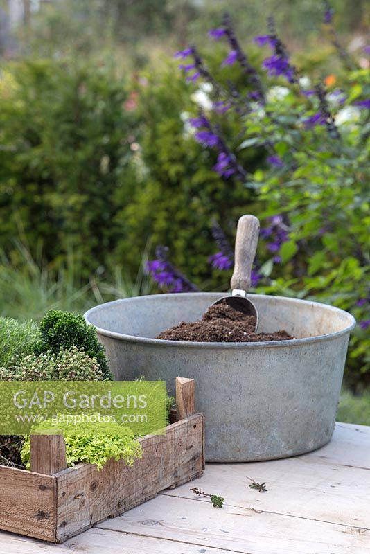 Metal container with compost and required plants. Soleirolia soleirolii, Saxifraga paniculata, Sedum album 'Coral Carpet', Chamaecyparis obtusa 'Nana Gracilis' and Sagina subulata