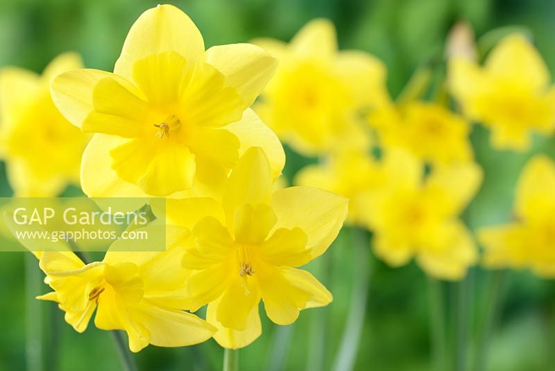 Narcissus 'Tripartite' AGM. Daffodil, Div. 11a Split-corona: Collar 