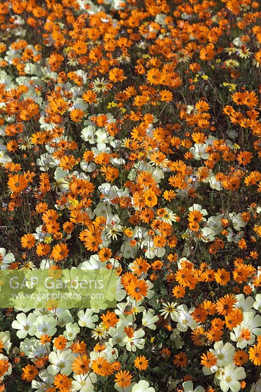 Wildflower meadow of Ursinia cakilefolia, Grielum humifisum and Felicia - Glossy-eyed Parachute Daisy - August, Namaqualand, South Africa