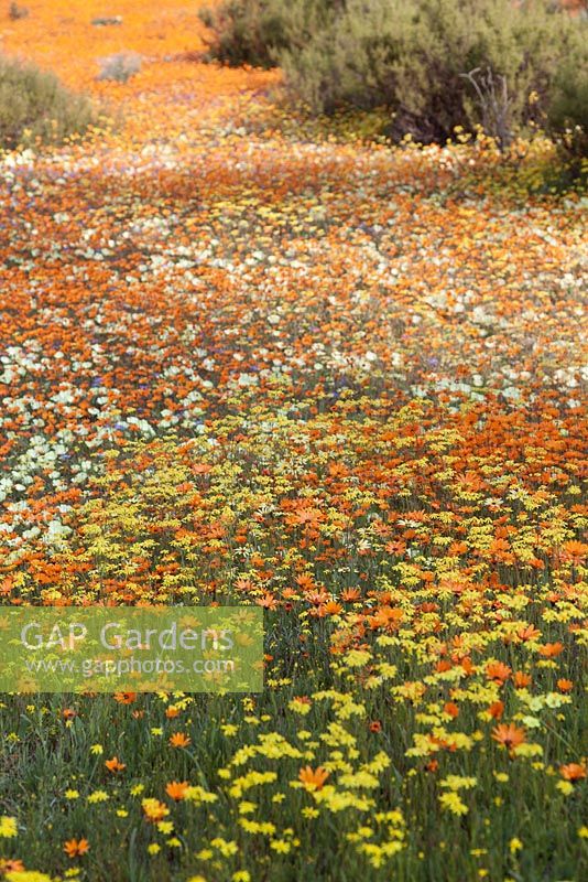 Wildflower meadow of Ursinia cakilefolia, Senecio cardaminifolius, Grielum humifisum and Felicia - Glossy-eyed Parachute Daisy - August, Namaqualand, South Africa