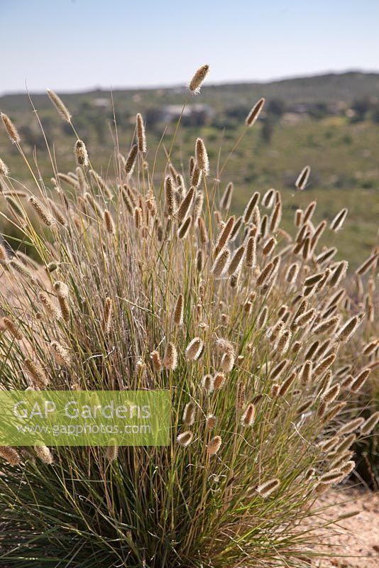 Fingerhuthia africana -  August, Namaqualand, South Africa