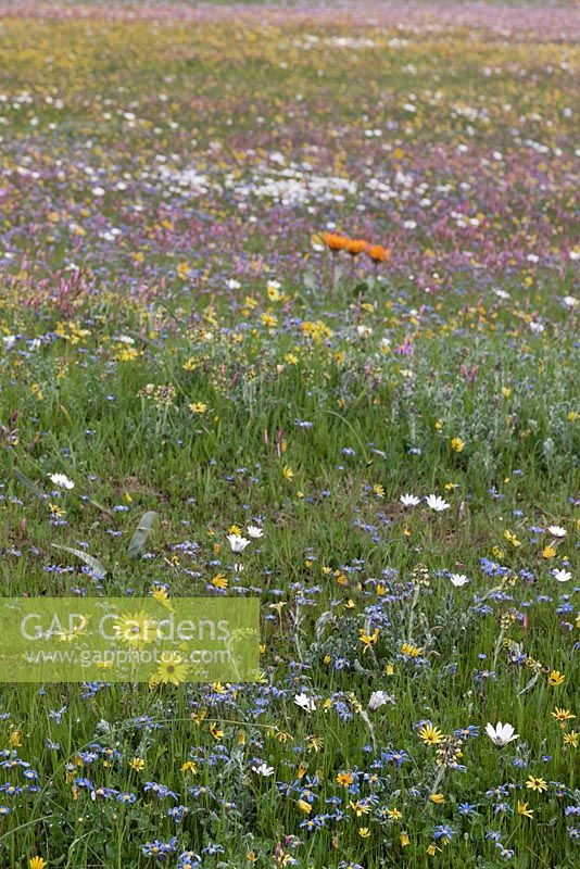 Meadow of Ursinia cakilefolia, Arctotis acaulis, Felicia amelloides and Osteospermum pinnatum - August, Hantam National Botanic Gardens, South Africa