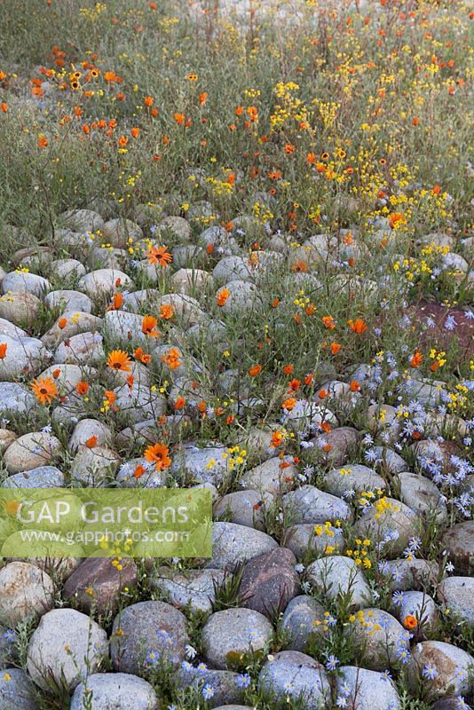 Dimorphotheca sinuata, Senecio cardaminifolius and Felicia australis growing amongst cobble stones -  Namaqualand daisy - August, Naries Namakwa Retreat, Namaqualand, South Africa