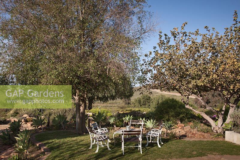 White painted and dark wood chairs and table under mature tree with sand paths, borders with Agave attenuata and landscape view beyond - August, Naries Namakwa Retreat, Namaqualand, South Africa