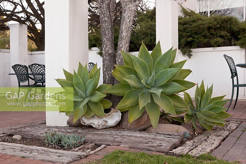 Agave attenuata around base of tree on terrace seating area with railway sleepers and boulders features - August, Naries Namakwa Retreat, Namaqualand, South Africa