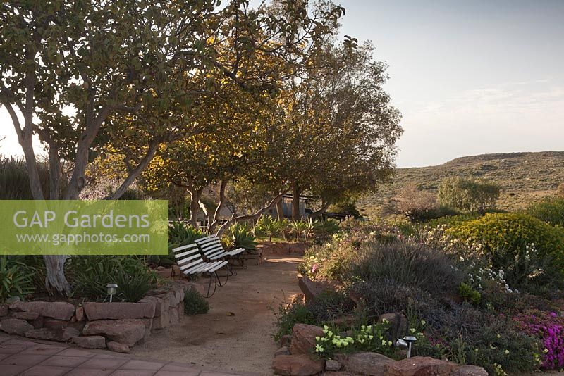 Sand pathways between rock wall edged borders filled with colourful succulents and shrubs in dry desert garden - August, Naries Namakwa Retreat, Namaqualand, South Africa