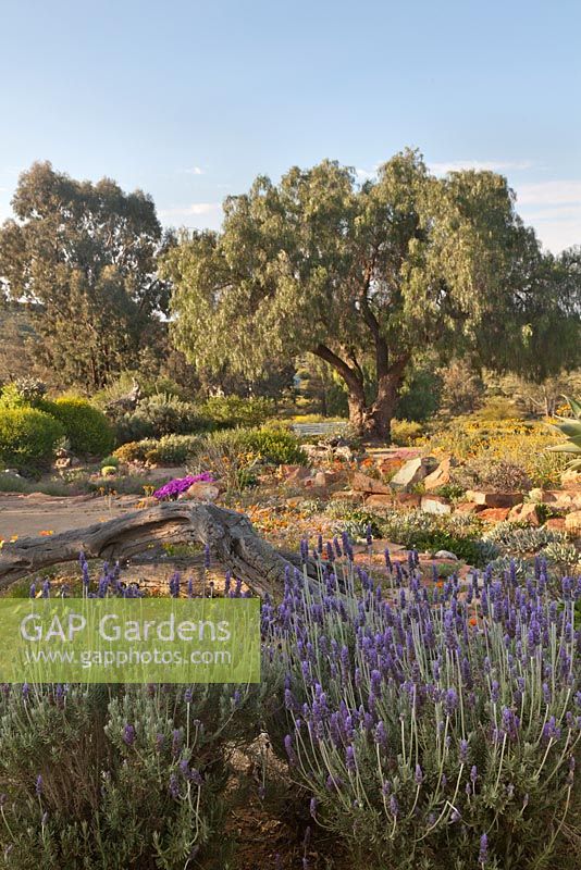 Lavandula angustifolia with garden view beyond of rock edged beds and trees -  Namaqualand daisy - August, Naries Namakwa Retreat, Namaqualand, South Africa