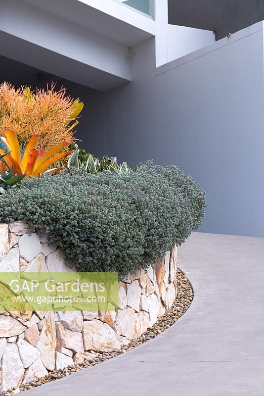 A raised garden bed made from semi-dressed sandstone blocks features Oscularia deltoides, spilling over the edge.  A passive pebble drain is seen at the base of the wall.