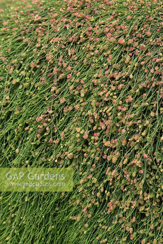 Casuarina glauca 'Cousin It', showing small flowers