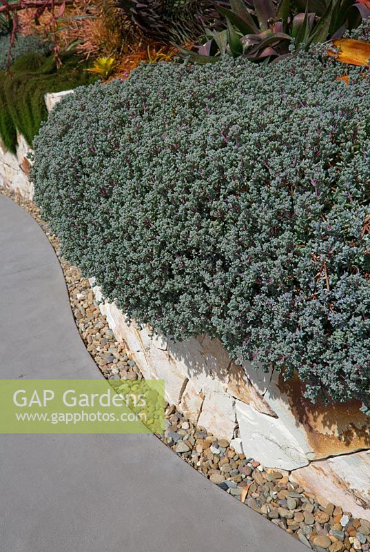 A raised garden bed made from semi-dressed sandstone blocks features Oscularia deltoides, spilling over the edge.  A passive pebble drain at the base of the wall is a practical feature, but also creates texture.