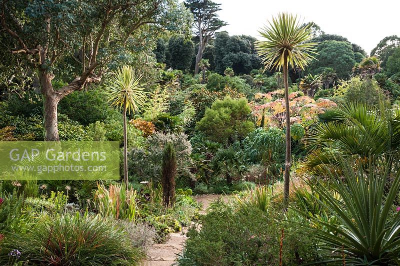 The Mediterranean Bank with Cordyline 'Torbay Dazzler', eucalyptus, palms, succulents and other plants enjoying a dry, sunny, well drained slope at Abbotsbury Subtropical Garden