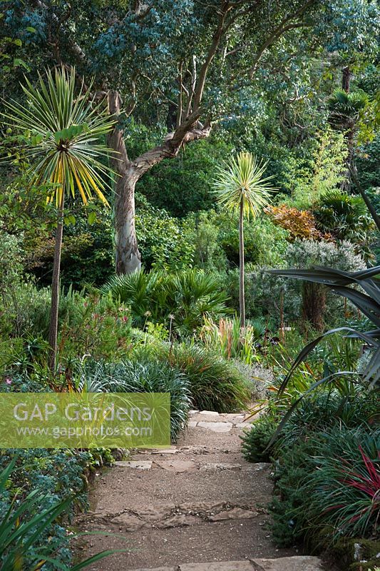 The Mediterranean Bank with Cordyline 'Torbay Dazzler', eucalyptus, palms, succulents and other plants enjoying a dry, sunny, well drained slope at Abbotsbury Subtropical Garden
