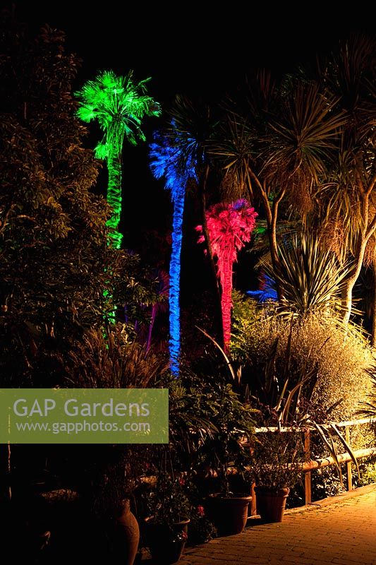 Tall Chusan palms, Trachycarpus fortunei, lit with green, blue and red lights at Abbotsbury Subtropical Gardens in October
