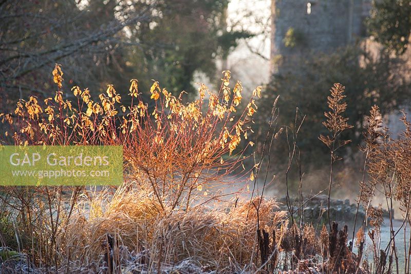 Early morning sun illuminates the last few leaves on colourful cornus and russets of dead grasses and astilbes in the Bishop's Palace garden in Wells on a November morning