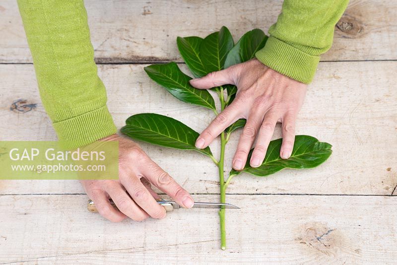 Use a sharp knife to cut 1cm above the lowest leaf node and remove the bottom of the cutting