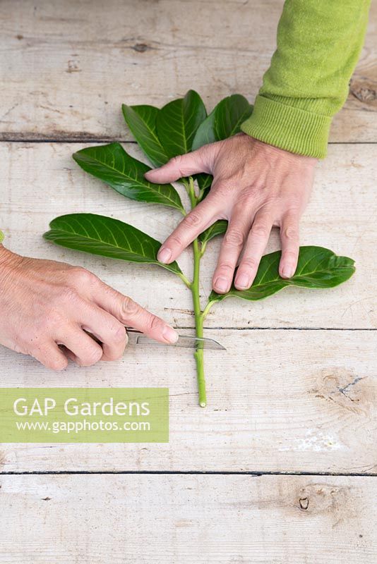 Use a sharp knife to cut 1cm above the lowest leaf node and remove the bottom of the cutting