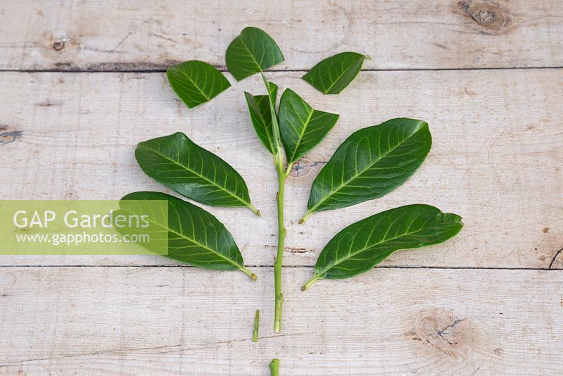 Wound cuttings of Cherry Laurel - Prunus laurocerasus, displaying the removed sections