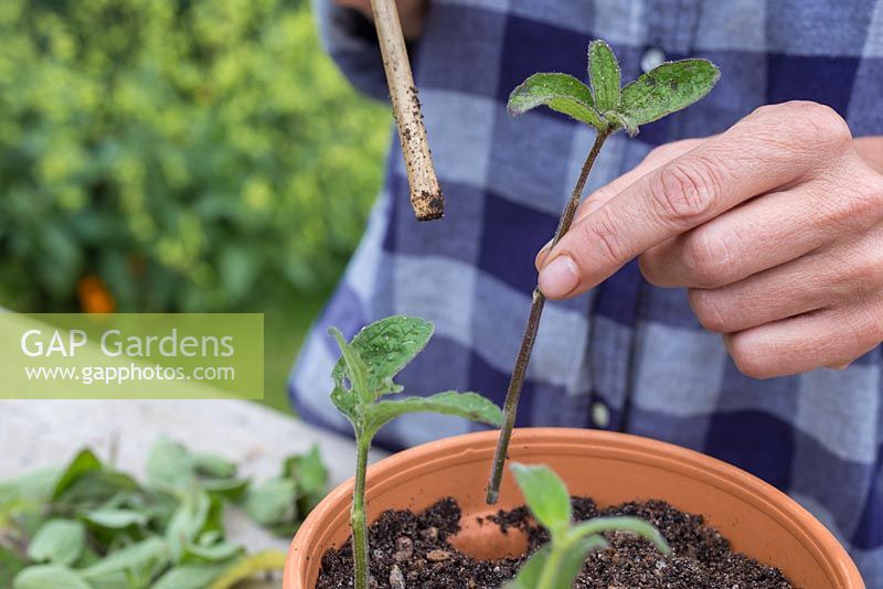 Plant the Salvia patens cuttings in the pot ensuring they are equally spaced apart