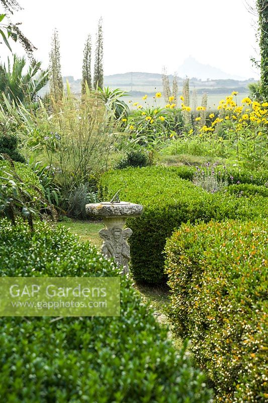 The distinctive outline of St Michael's Mount viewed from the sundial garden across clipped box hedges is framed by tall flower stems of echiums, yellow helianthus and fennel.