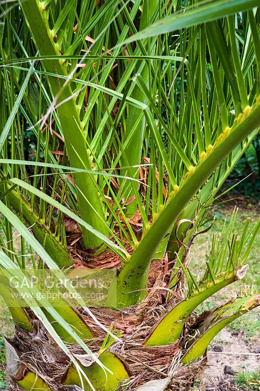 Phoenix canariensis - Canary Island Date palm