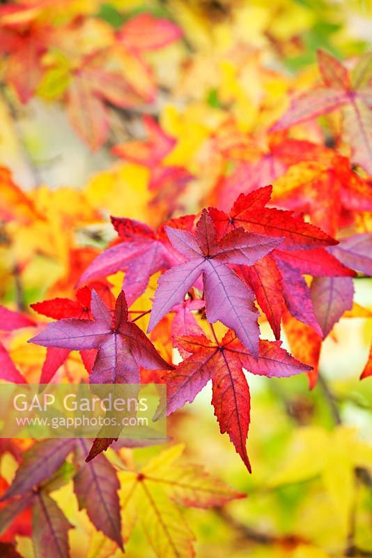 Liquidambar styraciflua 'Worplesdon'