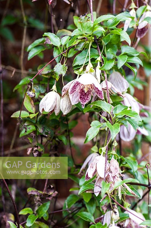 Clematis cirrhosa var. purpurascens 'Freckles'.